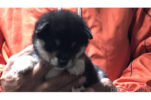 成約済の愛知県の柴犬-364920の14枚目