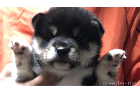 成約済の愛知県の柴犬-364920の13枚目
