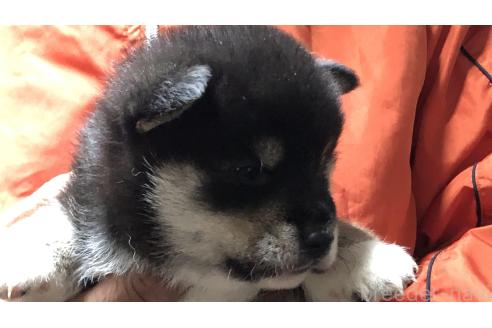 成約済の愛知県の柴犬-364920の12枚目
