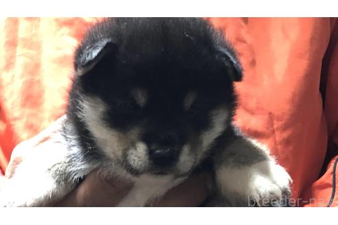 成約済の愛知県の柴犬-364920の11枚目