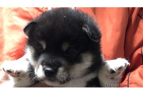 成約済の愛知県の柴犬-364920の10枚目