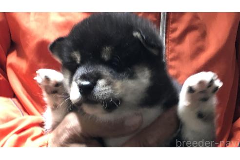 成約済の愛知県の柴犬-364920の9枚目
