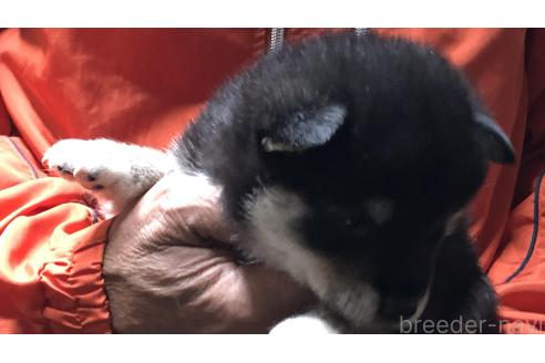 成約済の愛知県の柴犬-364920の8枚目