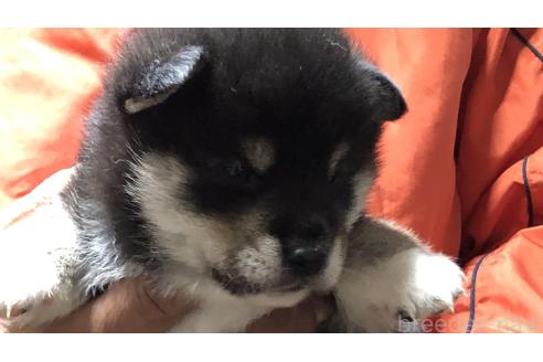 成約済の愛知県の柴犬-364920の7枚目