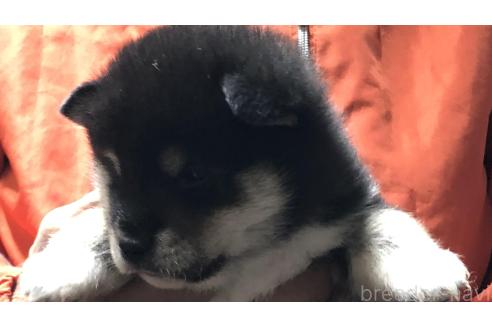 成約済の愛知県の柴犬-364920の6枚目