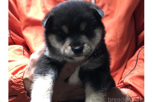 成約済の愛知県の柴犬-364922の17枚目
