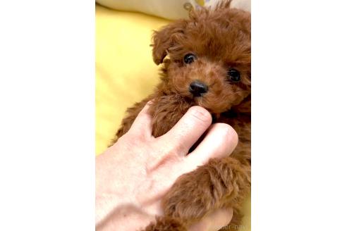 成約済の奈良県のティーカッププードル-364783の14枚目