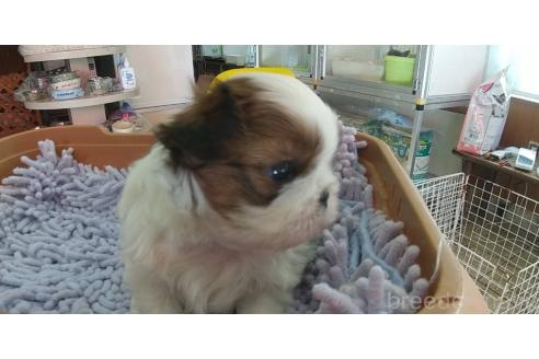 成約済の愛知県のシーズー-364927の13枚目