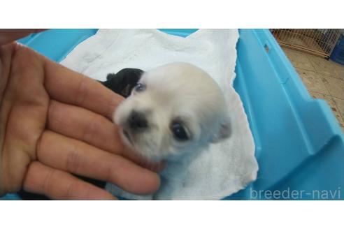 成約済の愛知県のチワワ(ロングコート)-364938の30枚目