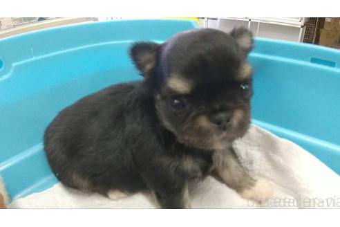成約済の愛知県のチワワ(ロングコート)-364940の15枚目