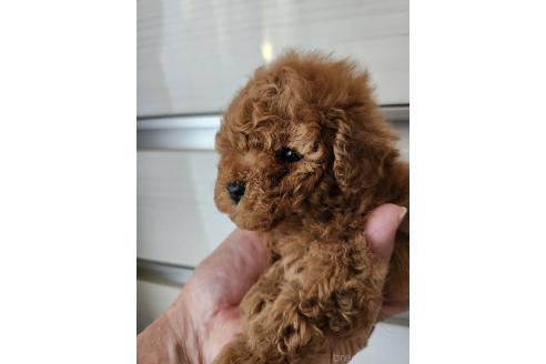 成約済の滋賀県のタイニープードル-357689の11枚目
