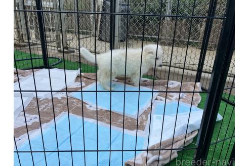 成約済の福岡県のホワイトスイスシェパードドッグ-358803の2枚目
