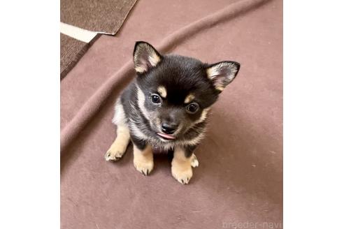 成約済の大分県のミックス犬-363414の6枚目
