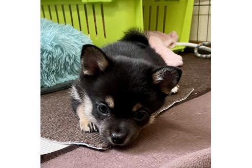 成約済の大分県のミックス犬-363414の5枚目