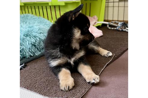 成約済の大分県のミックス犬-363414の4枚目