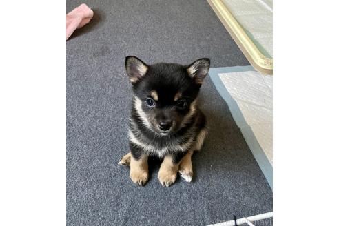 成約済の大分県のミックス犬-363414の3枚目