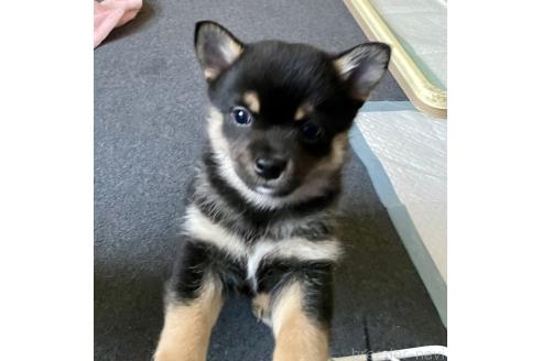 成約済の大分県のミックス犬-363414の2枚目