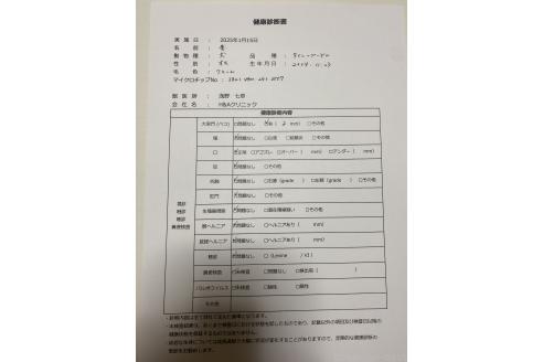 成約済の東京都のタイニープードル-362282の6枚目