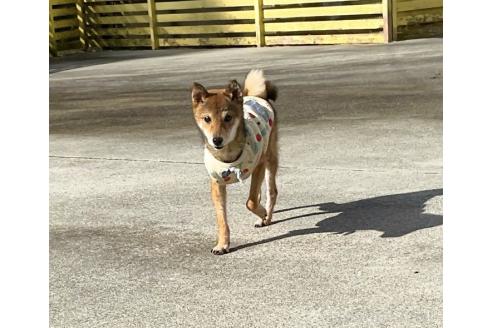 成約済の奈良県の豆柴-364775の6枚目
