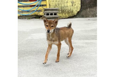 成約済の奈良県の豆柴-364775の4枚目