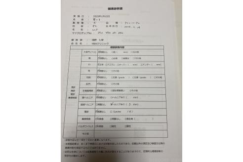 成約済の東京都のタイニープードル-362273の11枚目