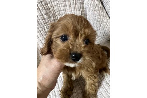 成約済の福岡県のキャバプー:キャバリア×トイプードル-353419の7枚目