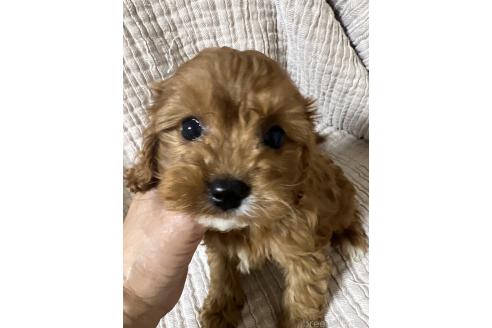 成約済の福岡県のキャバプー:キャバリア×トイプードル-353419の6枚目
