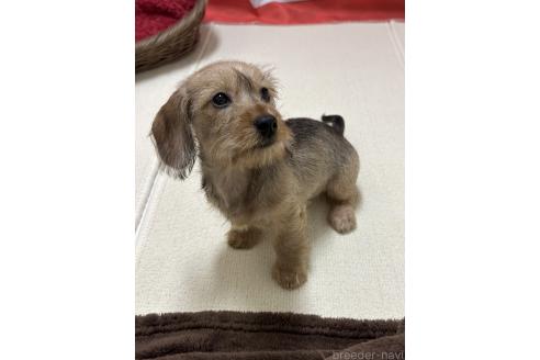 成約済の愛知県のカニンヘンダックスフンド(ワイヤーヘアード)-357379の8枚目