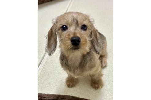 成約済の愛知県のカニンヘンダックスフンド(ワイヤーヘアード)-357379