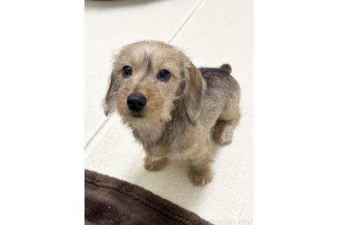 成約済の愛知県のカニンヘンダックスフンド(ワイヤーヘアード)-357379の6枚目