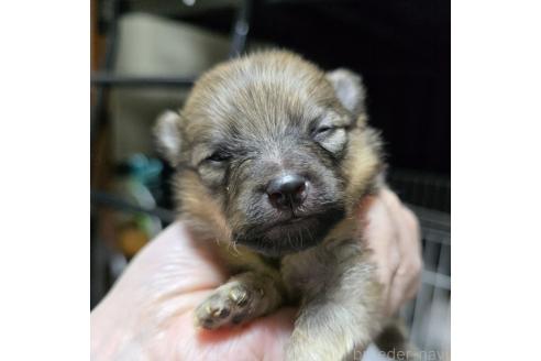 成約済の岡山県のポメラニアン-364995の15枚目