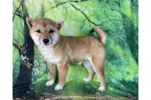 成約済の福岡県の豆柴-345136の3枚目
