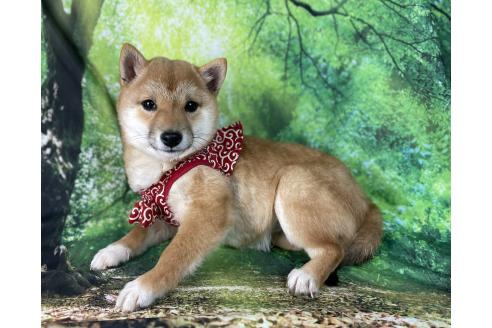 成約済の福岡県の豆柴-345136の2枚目