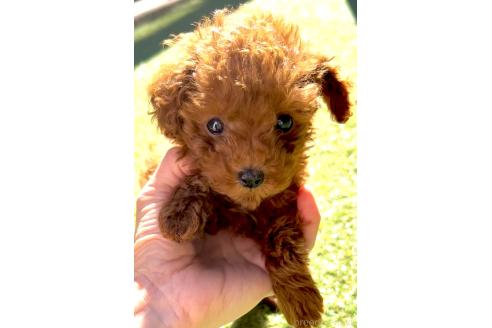 成約済の奈良県のティーカッププードル-364783の19枚目