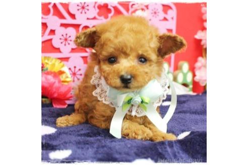 成約済の岡山県のタイニープードル-364797の3枚目