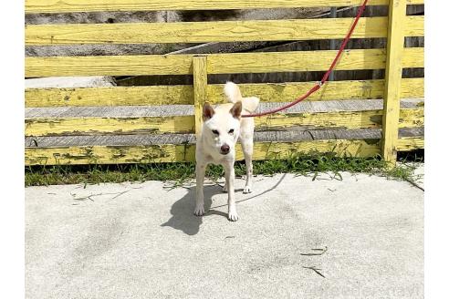 成約済の奈良県の柴犬-365004の2枚目