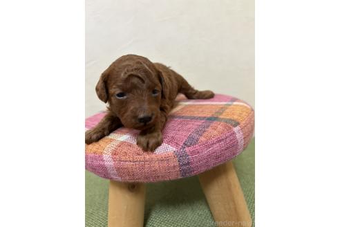 販売中の北海道のトイプードル-365030の35枚目