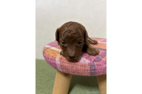 成約済の北海道のトイプードル-365031の24枚目