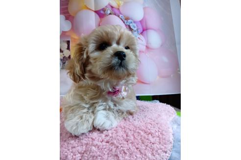 成約済の神奈川県のミックス犬-357497の41枚目