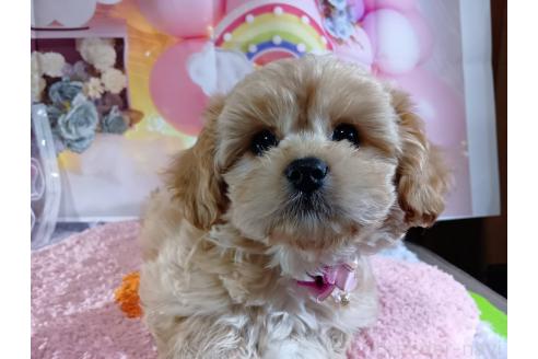 成約済の神奈川県のミックス犬-357497の40枚目