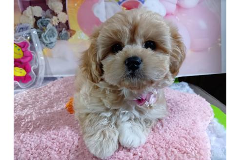 成約済の神奈川県のミックス犬-357497の39枚目