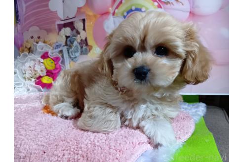 成約済の神奈川県のミックス犬-357497の37枚目