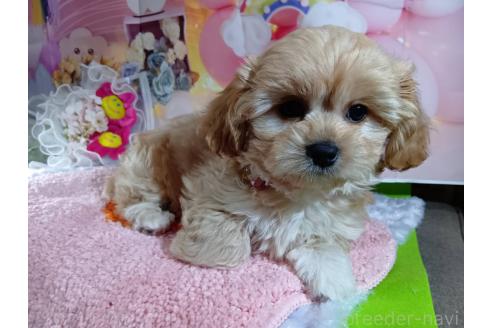 成約済の神奈川県のミックス犬-357497の36枚目