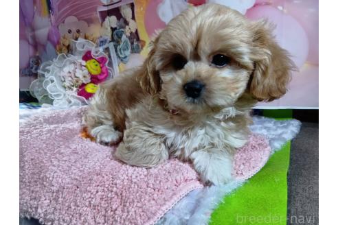 成約済の神奈川県のミックス犬-357497の35枚目