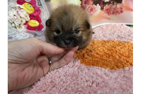 成約済の神奈川県のポメラニアン-365035の34枚目