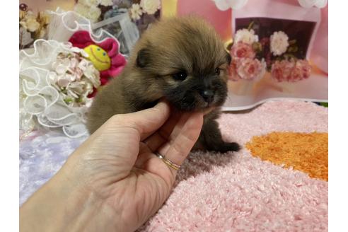 成約済の神奈川県のポメラニアン-365035の33枚目