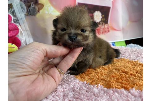 成約済の神奈川県のポメラニアン-365036の14枚目
