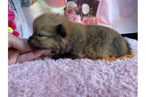 成約済の神奈川県のポメラニアン-365038の34枚目