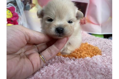 成約済の神奈川県のポメラニアン-365039の70枚目