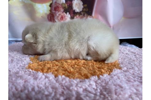 成約済の神奈川県のポメラニアン-365039の67枚目